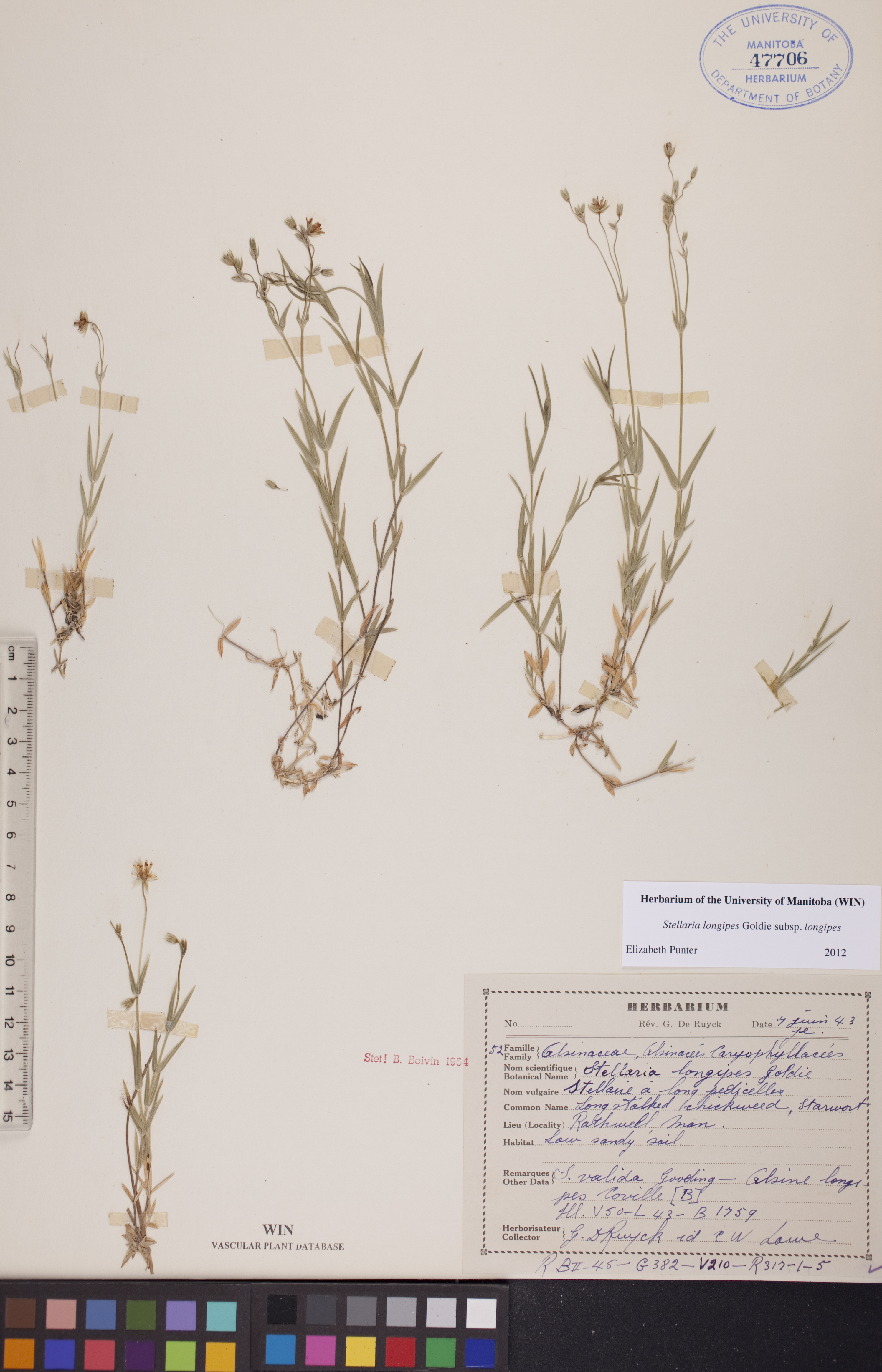 Stellaria longipes subsp. longipes image